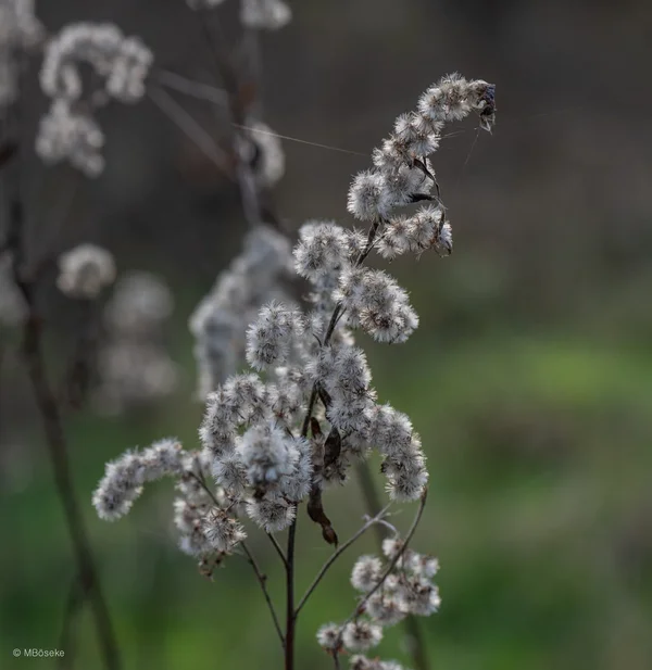 _DSC3291-2.webp _DSC3291-2.webp