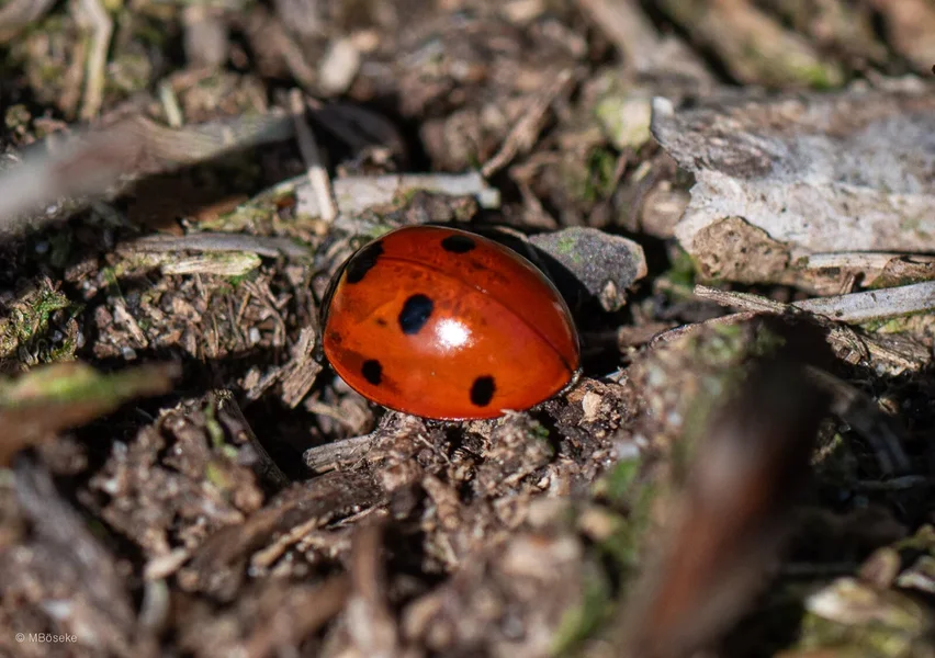 _DSC3263.webp _DSC3263.webp
