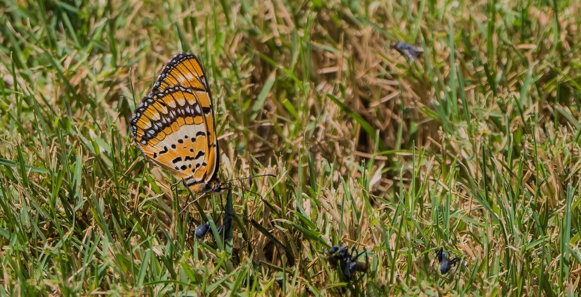 P1260977-Bearbeitet.jpg P1260977-Bearbeitet.jpg