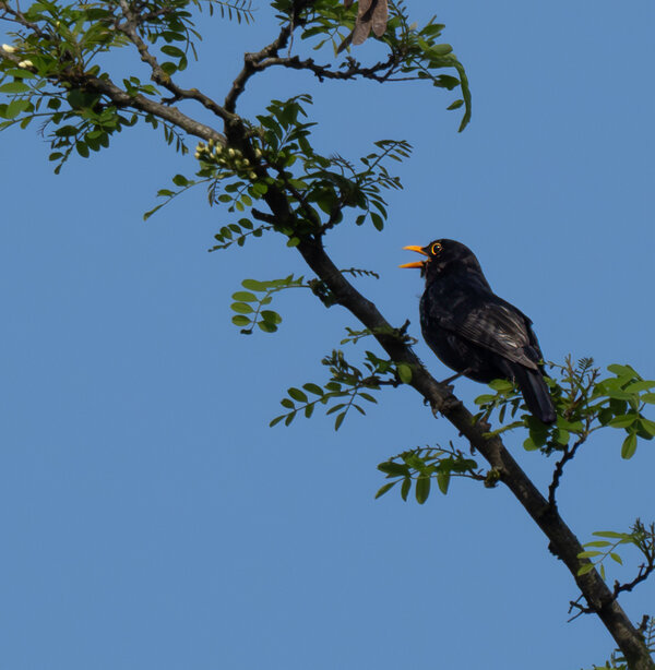 Schwarzer Sänger.jpg