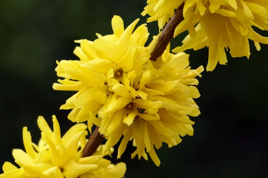 ForsythieReiheEINEQUERHGWeichV5FINFINFIN.webp