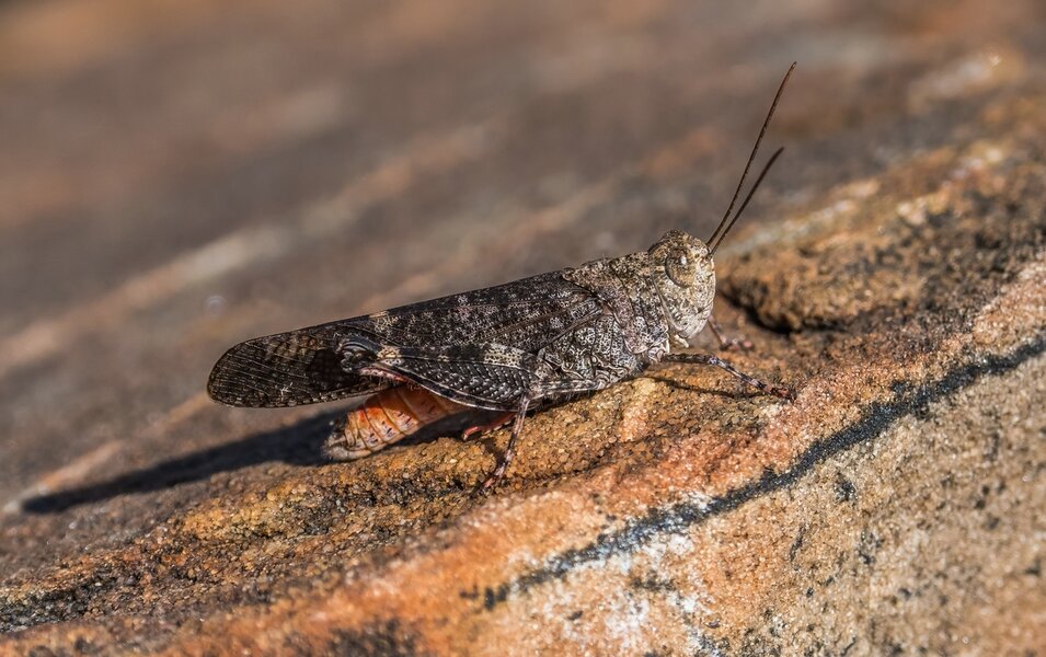 P1291525-Bearbeitet.jpg P1291525-Bearbeitet.jpg