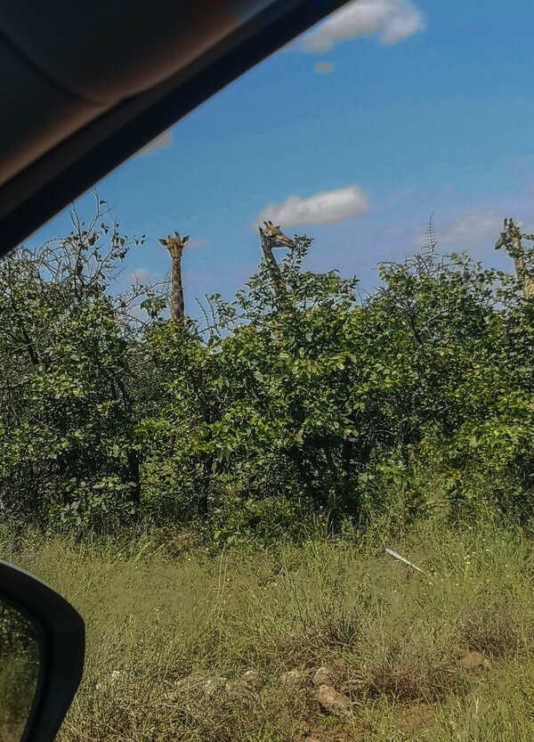 IMG_20240129_111233.jpg IMG_20240129_111233.jpg