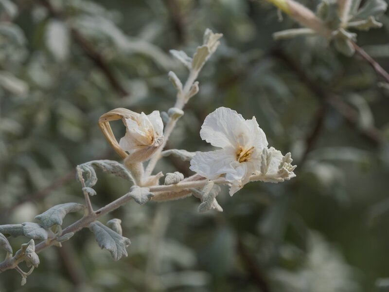 P1302083.jpg P1302083.jpg