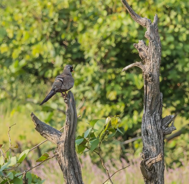 P1291973-Bearbeitet.jpg P1291973-Bearbeitet.jpg