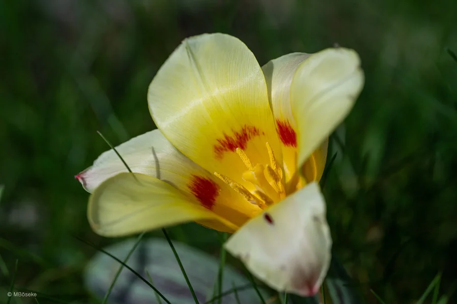 NZ8_1238.webp