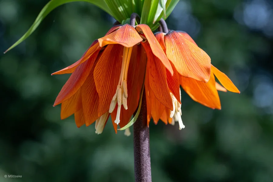 NZ8_1240.webp
