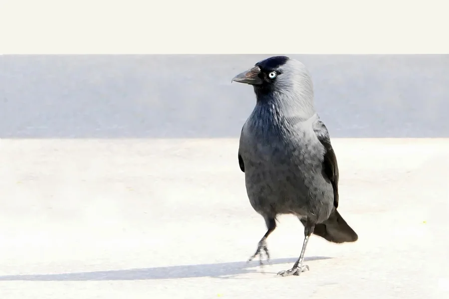 VogelluckingatmeV5FINFINFIN.webp