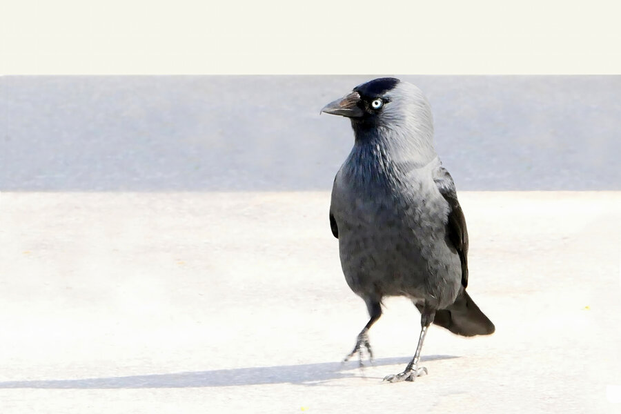 VogelluckingatmeV5FINFINFIN.jpg