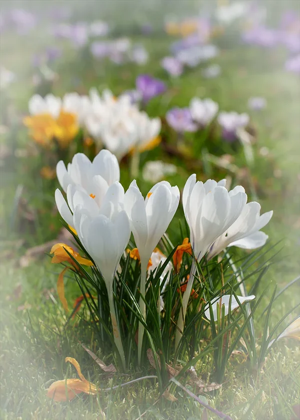 ci_A7400178.webp