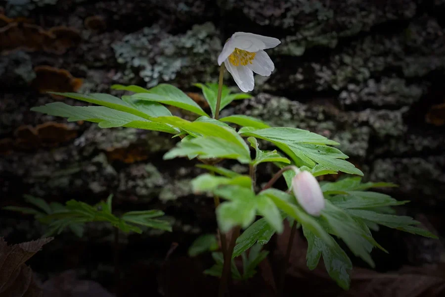 ci_A7400610.webp