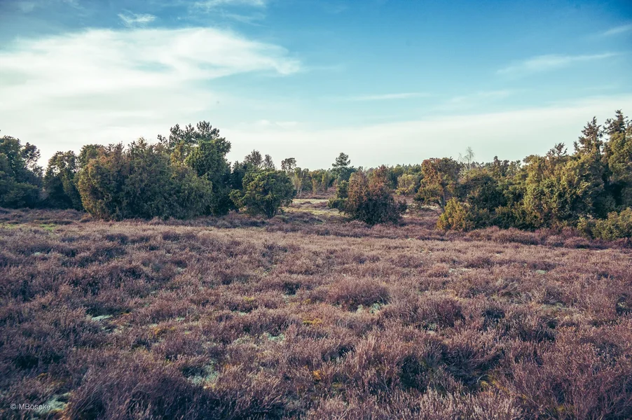 _DSC3333.webp