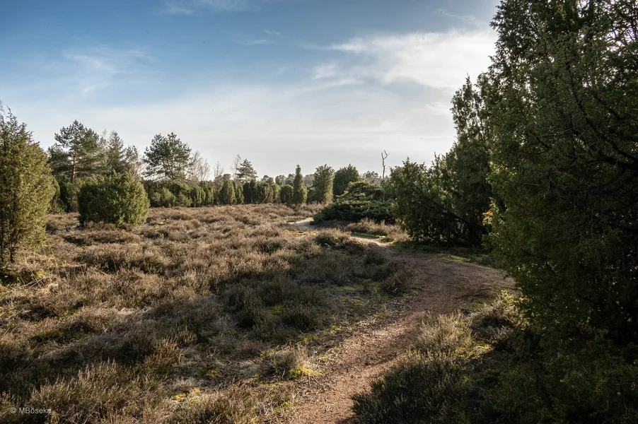 _DSC3315.webp