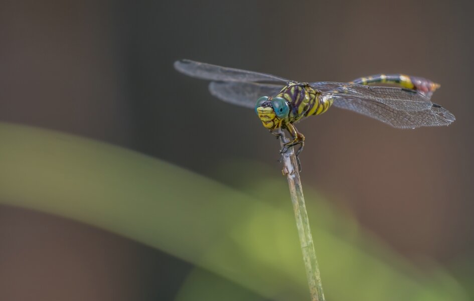 P1312390-Bearbeitet.jpg P1312390-Bearbeitet.jpg