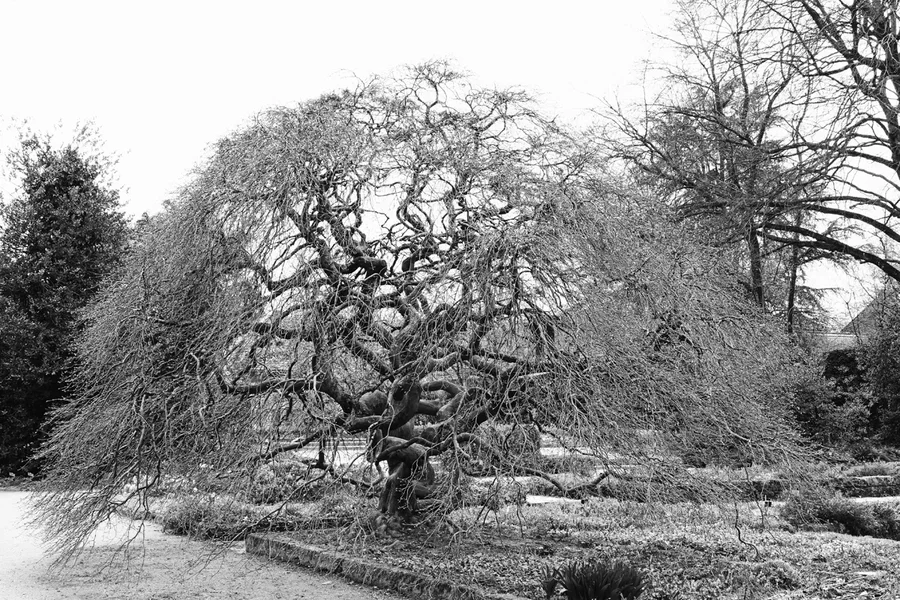 BaumCharakterLaublosV5FINFINFINSCHWARZWEISS.webp