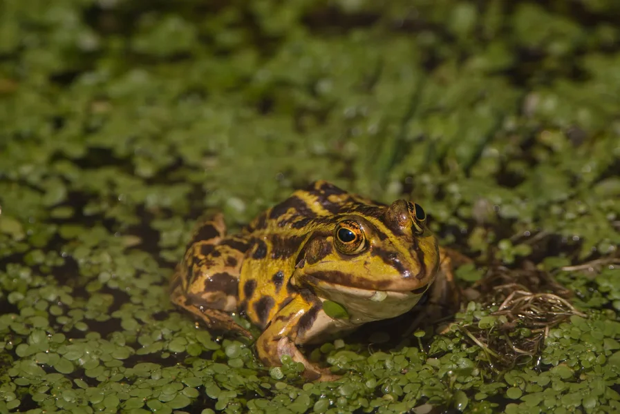 Frosch.webp