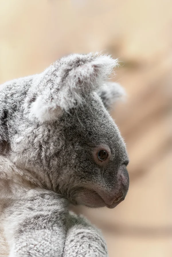 Koala.webp