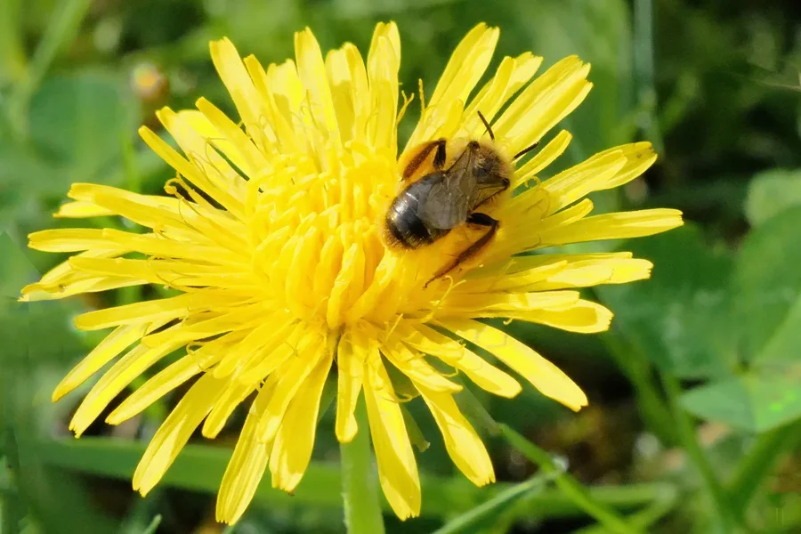 BieneaufLöwenzahnSL2Si100400CROP.jpg