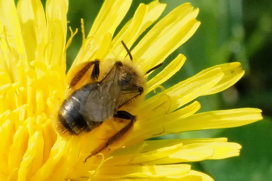 BieneaufLöwenzahnSL2Si100400MASSIVCROP.webp BieneaufLöwenzahnSL2Si100400MASSIVCROP.webp