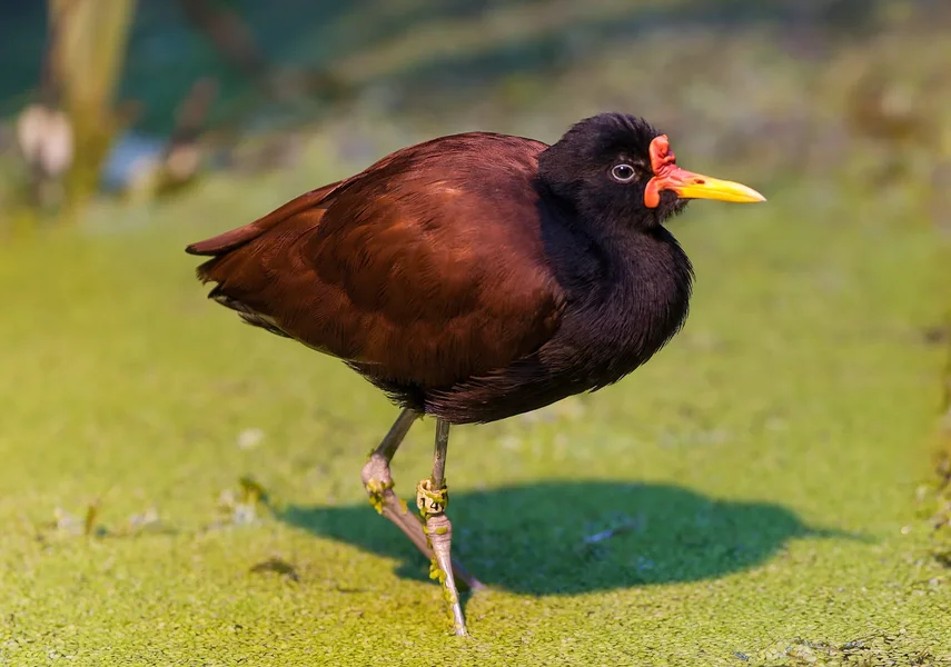 Jacana.webp
