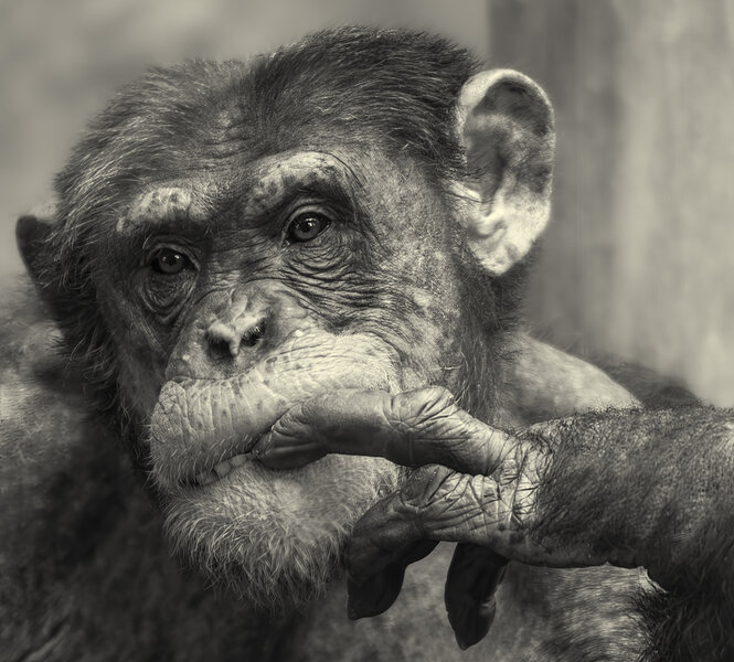 Schimpanse.jpg