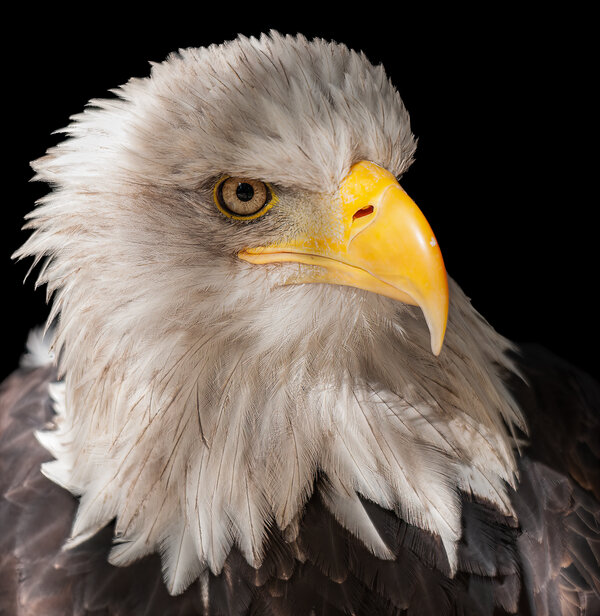 Bald Eagle.jpg