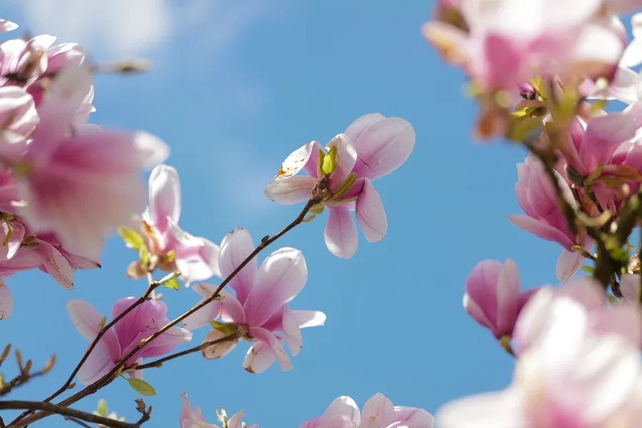 MagnolienblütenMittescharfgHimmelSL2Si105Mac.webp