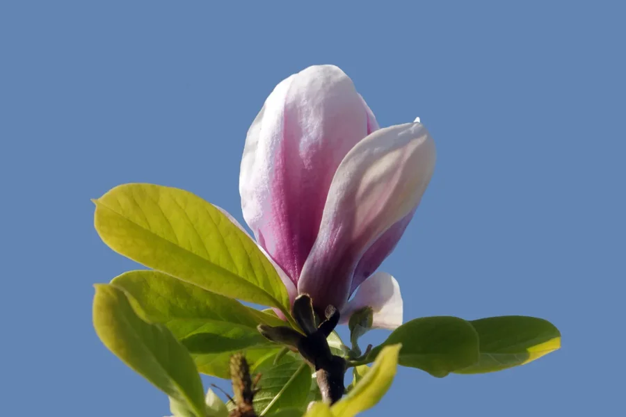MagnolienblüteSOLOSL2Si1004002EXTRECHTECK.webp