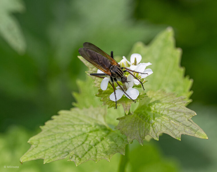 NZ8_1326.jpg NZ8_1326.jpg