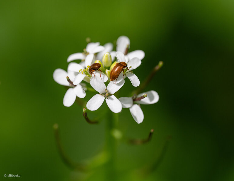 NZ8_1329.jpg NZ8_1329.jpg