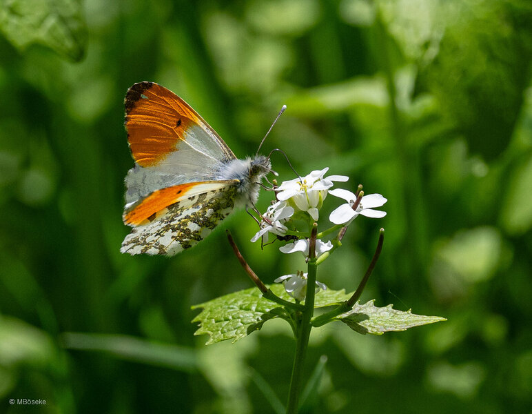 NZ8_1330.jpg NZ8_1330.jpg