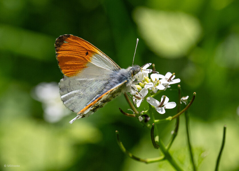 NZ8_1331.jpg NZ8_1331.jpg