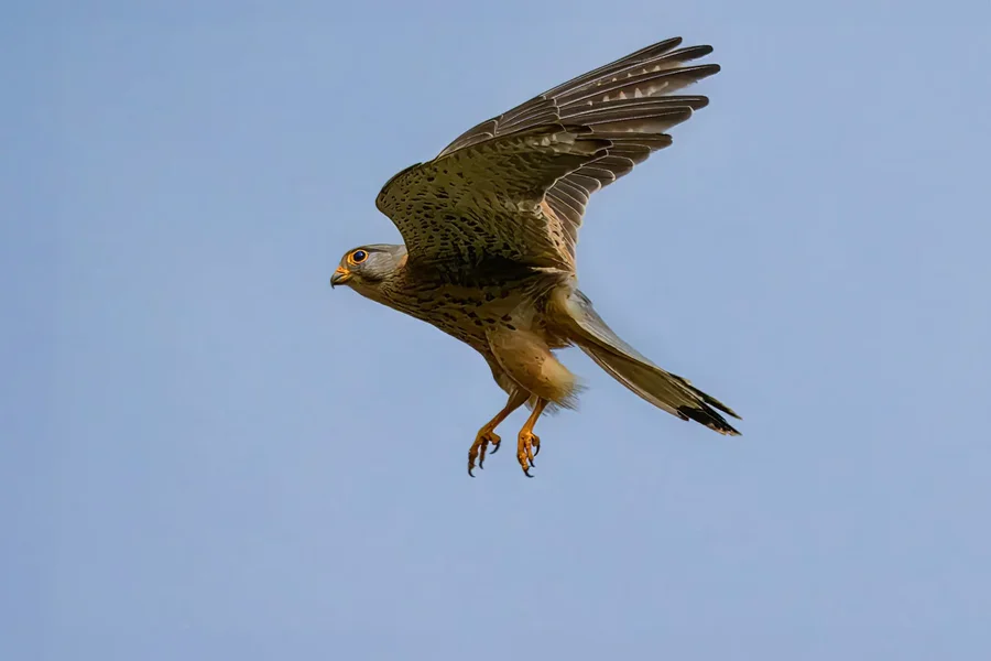 Falke _HZ90461 40x60cm.jpg