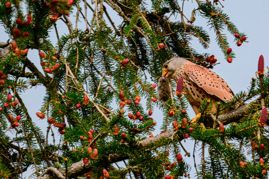 Falke mit Maus _HZ90544 30x45cm .jpg