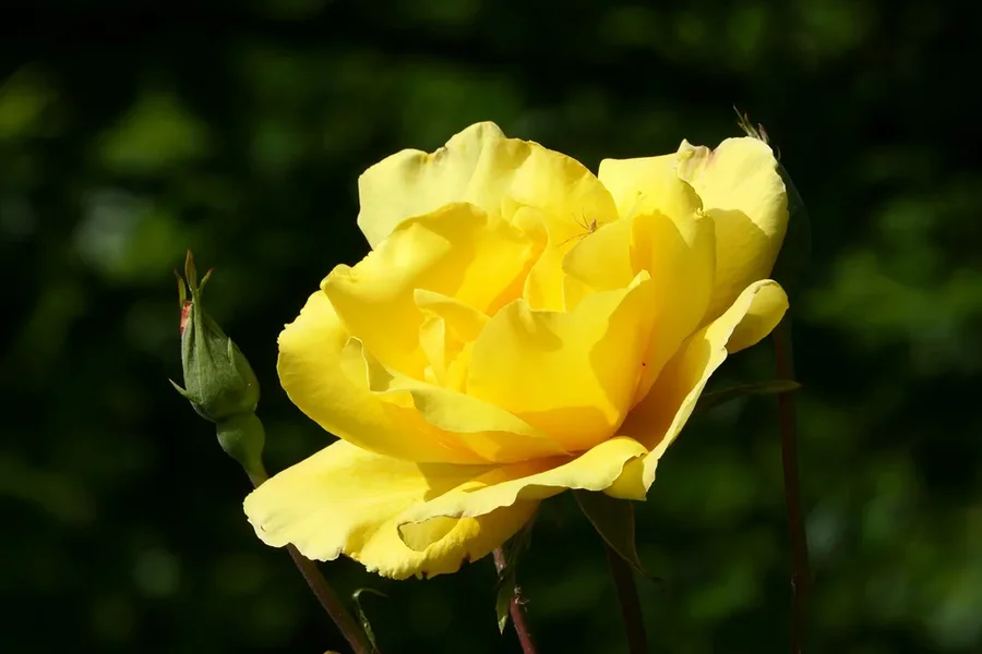 RoseGelbSOLOerblühtaufDunkelV5AUSSCHNITT.webp
