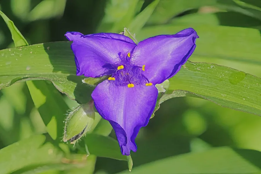 BlaueBlüteTriangelSL2Si1004002EXT.webp