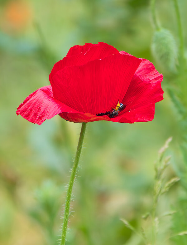 Mohnblüte mit Besuch.jpg