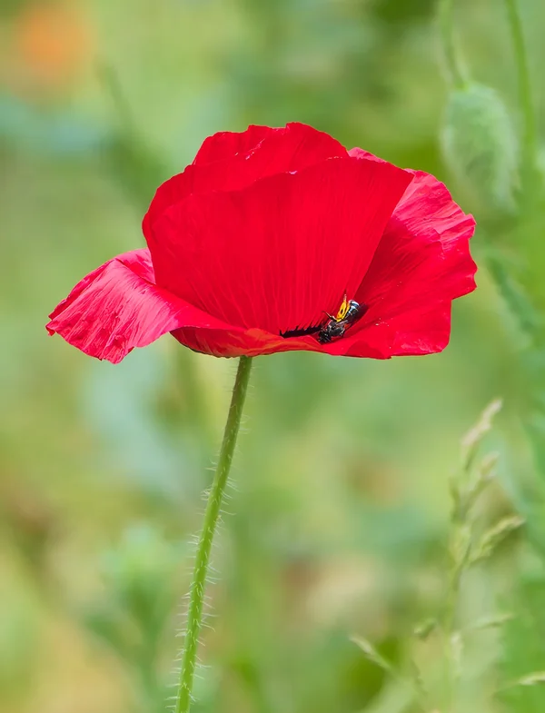 Mohnblüte mit Besuch.webp