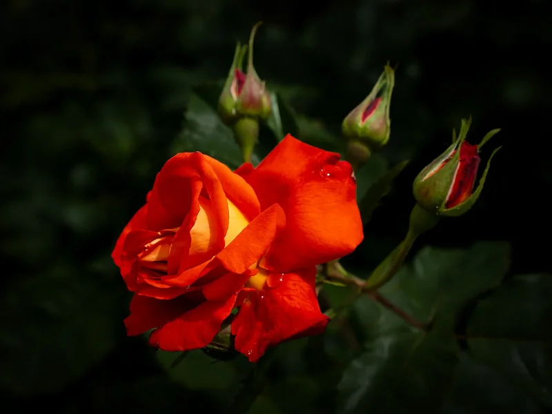 ci_A7402326_cep.webp