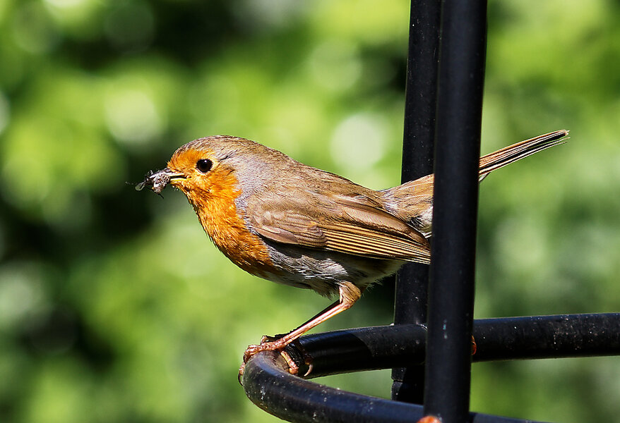 IMGP1772_DxO.jpg
