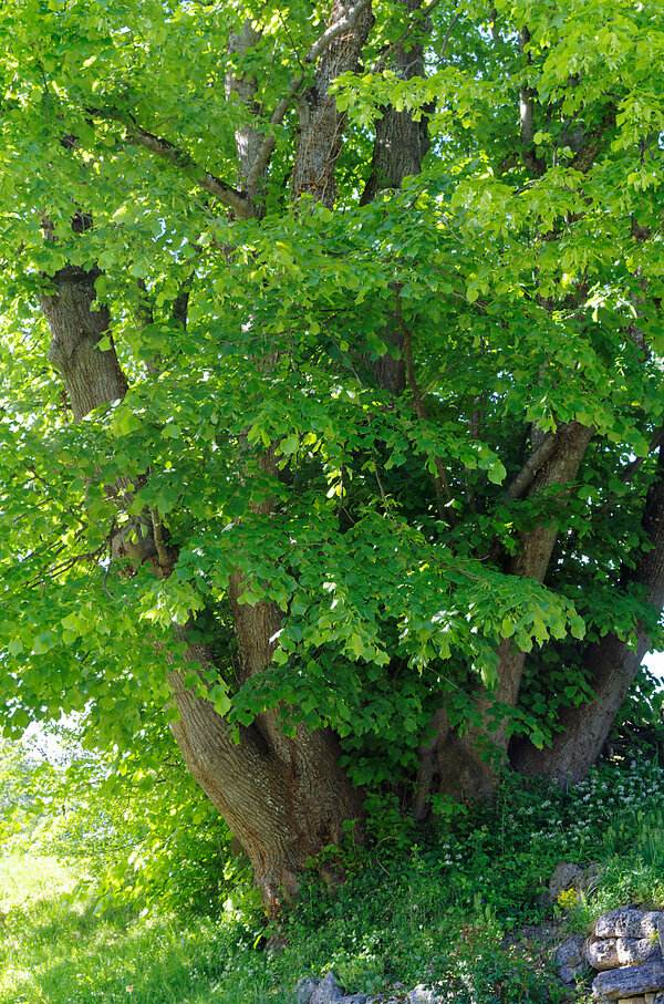 IMGP1422_DxO.jpg