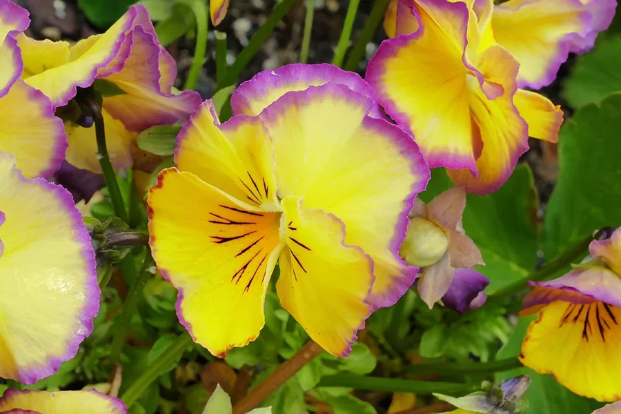 GelbeBlumenSterzingQ3.webp