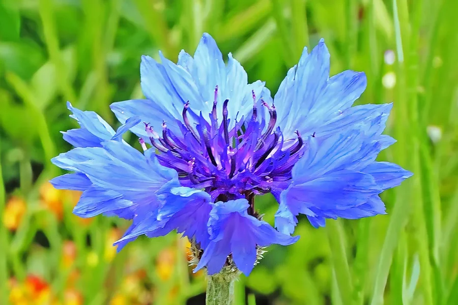 KornblumeSterzingQ3EXTREMCROP.webp