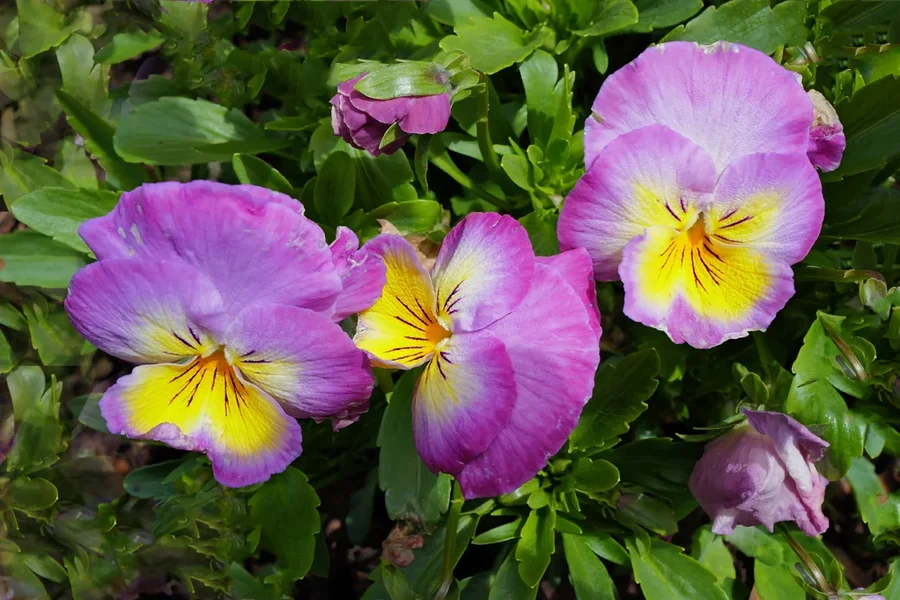 LilaBlumenmGelbSterzingQ3.webp