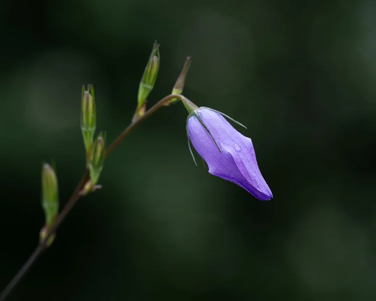 ci_A7402338.webp