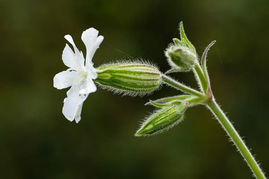 ci_A7402345.webp