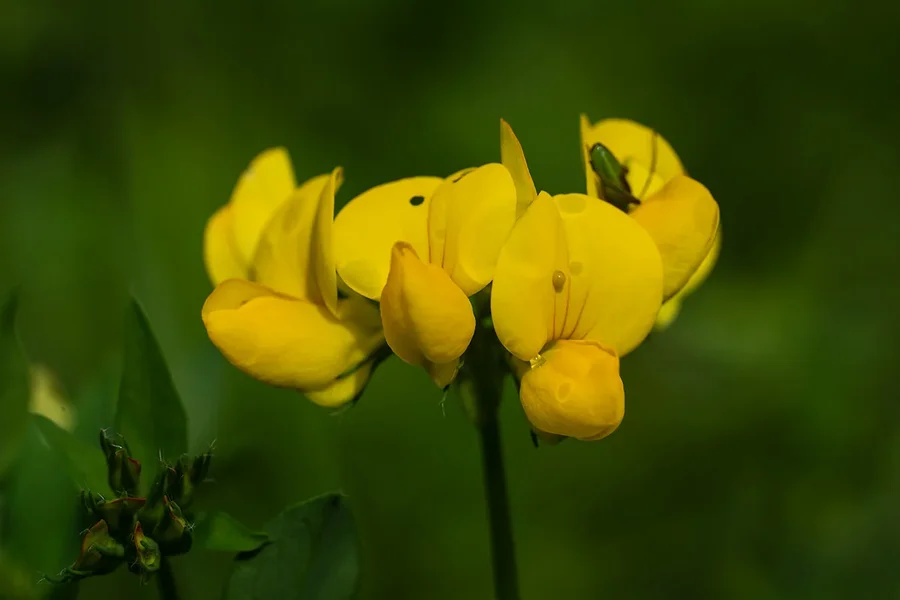 ci_A7402347.webp