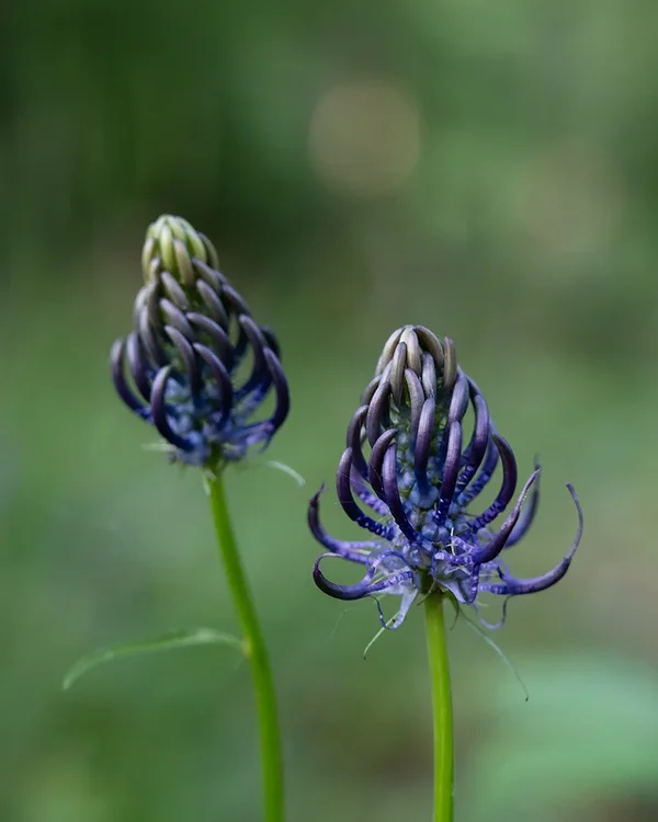 ci_A7402026.webp