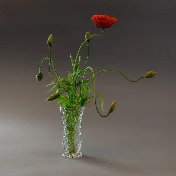 Mohn in Vase 3.webp
