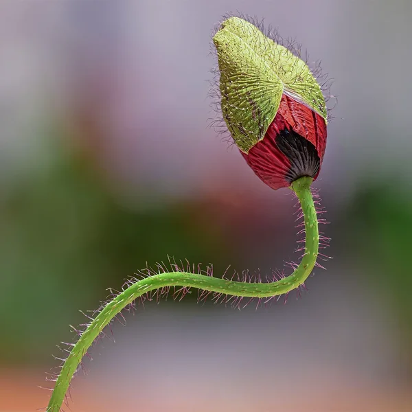 Mohn original 35x23 cm.webp